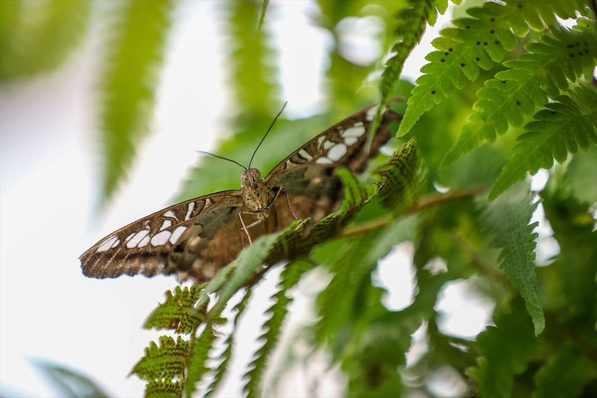 Şebi Arus için gelenler Konya’nın ünlü mekanında huzur bulacak 27